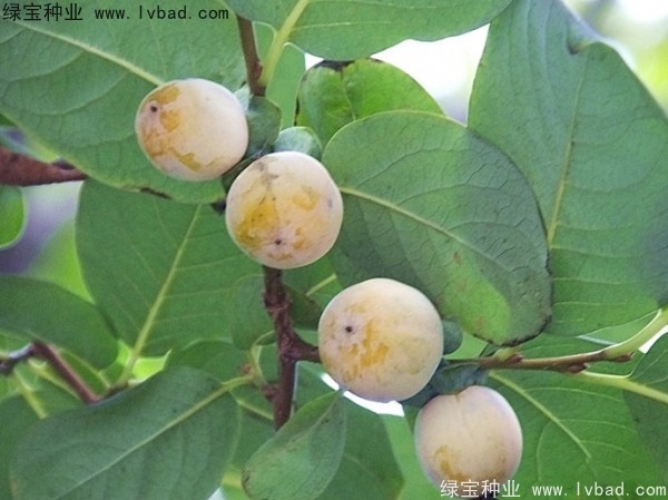 <a href='http://www.njszjj.com/linmuzhongzi/2238.html' target='_blank'>軟棗種子</a>