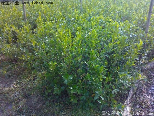 <a href='http://www.njszjj.com/linmuzhongzi/2239.html' target='_blank'>榕樹種子</a>
