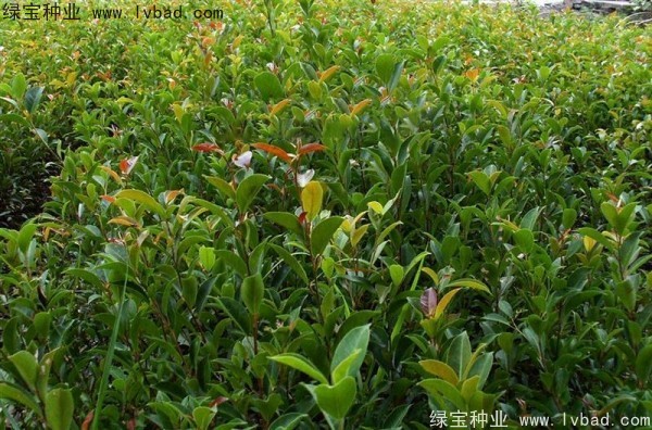 榕樹<a href='http://www.njszjj.com/' target='_blank'>種子</a>