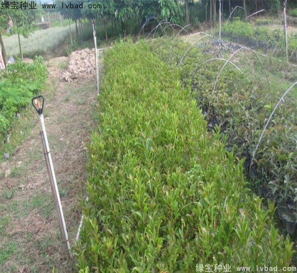 <a href='http://www.njszjj.com/linmuzhongzi/2239.html' target='_blank'>榕樹種子</a>