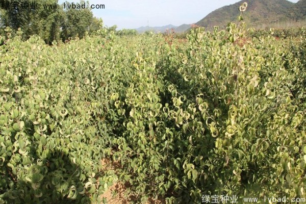 <a href='http://www.njszjj.com/linmuzhongzi/2240.html' target='_blank'>四照花種子</a>