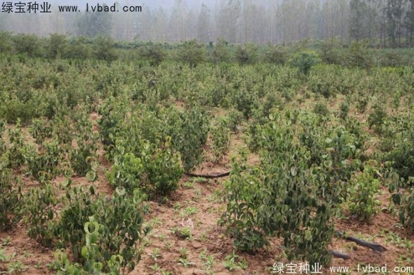 四照花<a href='http://www.njszjj.com/' target='_blank'>種子</a>