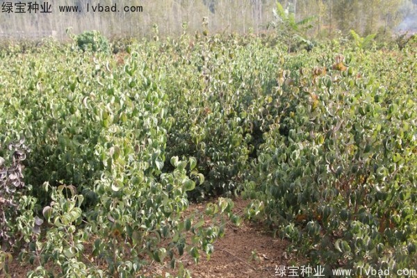 <a href='http://www.njszjj.com/linmuzhongzi/2240.html' target='_blank'>四照花種子</a>
