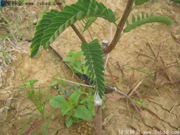 <a href='http://www.njszjj.com/linmuzhongzi/2241.html' target='_blank'>酸角種子</a>