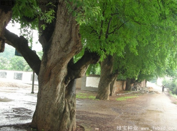 酸角<a href='http://www.njszjj.com/' target='_blank'>種子</a>