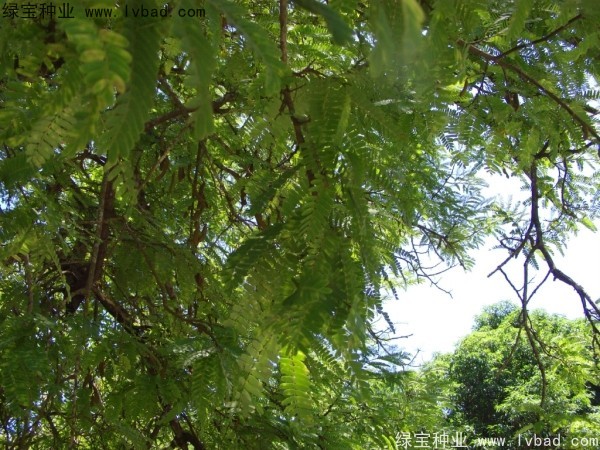 <a href='http://www.njszjj.com/linmuzhongzi/2241.html' target='_blank'>酸角種子</a>