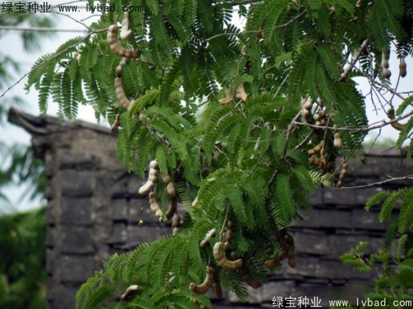 酸角<a href='http://www.njszjj.com/' target='_blank'>種子</a>