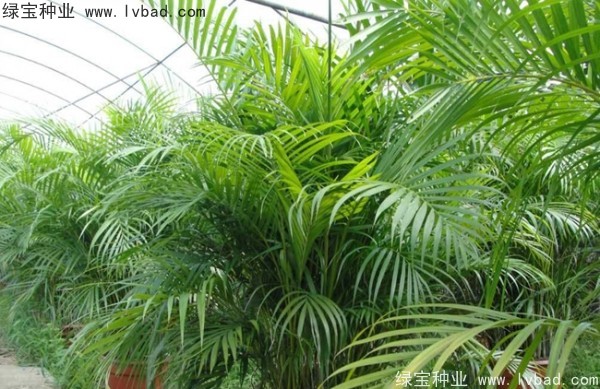 <a href='http://www.njszjj.com/linmuzhongzi/2242.html' target='_blank'>散尾葵種子</a>