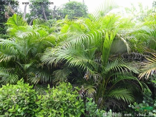 散尾葵<a href='http://www.njszjj.com/' target='_blank'>種子</a>