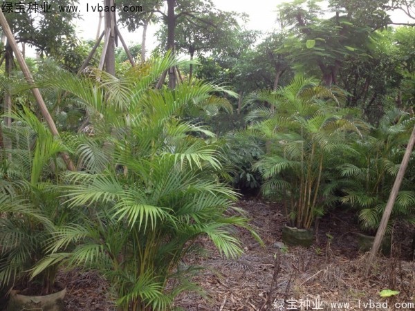 <a href='http://www.njszjj.com/linmuzhongzi/2242.html' target='_blank'>散尾葵</a><a href='http://www.njszjj.com/' target='_blank'>種子</a>