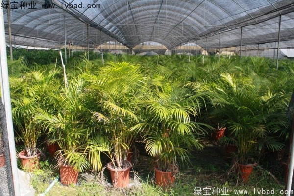 <a href='http://www.njszjj.com/linmuzhongzi/2242.html' target='_blank'>散尾葵種子</a>