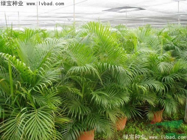 <a href='http://www.njszjj.com/linmuzhongzi/2242.html' target='_blank'>散尾葵種子</a>
