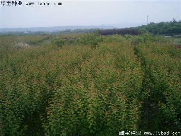 <a href='http://www.njszjj.com/linmuzhongzi/2243.html' target='_blank'>山梅花種子</a>