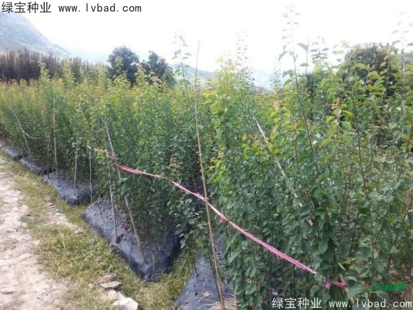 <a href='http://www.njszjj.com/linmuzhongzi/2243.html' target='_blank'>山梅花種子</a>