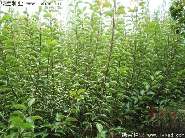 <a href='http://www.njszjj.com/linmuzhongzi/2243.html' target='_blank'>山梅花種子</a>