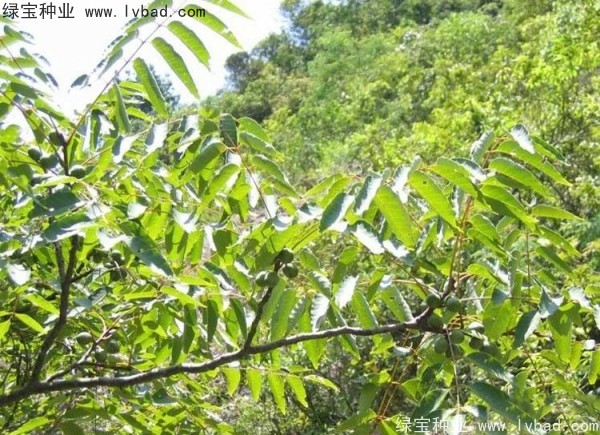 五眼果<a href='http://www.njszjj.com/' target='_blank'>種子</a>