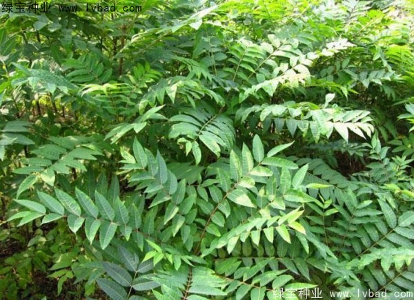 <a href='http://www.njszjj.com/linmuzhongzi/2244.html' target='_blank'>五眼果種子</a>