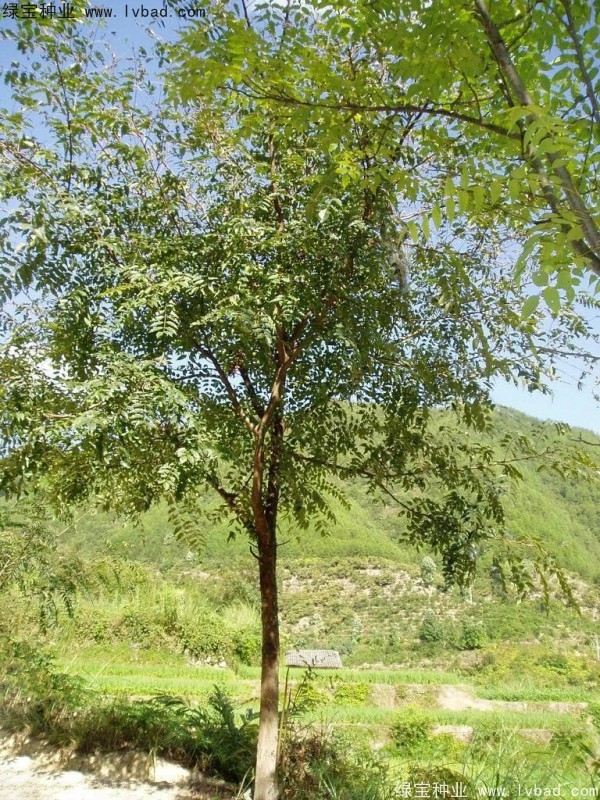 <a href='http://www.njszjj.com/linmuzhongzi/2244.html' target='_blank'>五眼果種子</a>