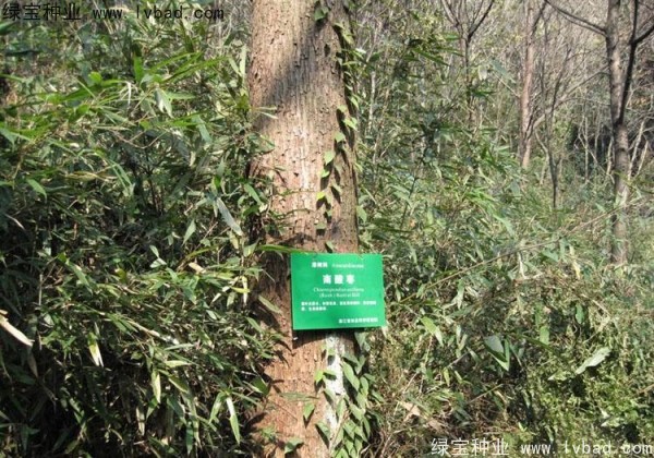 <a href='http://www.njszjj.com/linmuzhongzi/2244.html' target='_blank'>五眼果</a><a href='http://www.njszjj.com/' target='_blank'>種子</a>