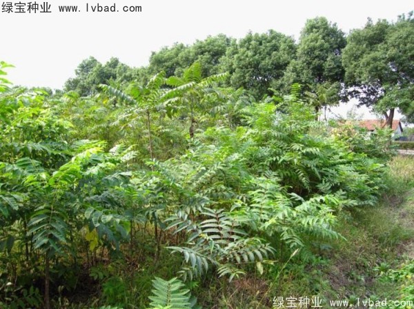 <a href='http://www.njszjj.com/linmuzhongzi/2244.html' target='_blank'>五眼果</a><a href='http://www.njszjj.com/' target='_blank'>種子</a>