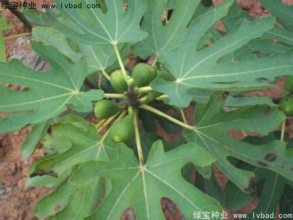 <a href='http://www.njszjj.com/linmuzhongzi/2245.html' target='_blank'>無花果種子</a>