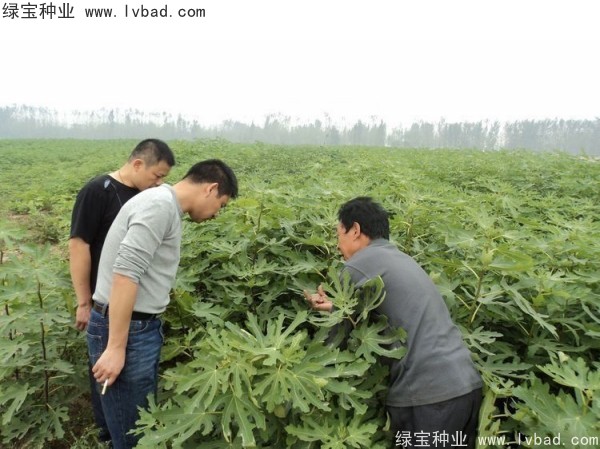 <a href='http://www.njszjj.com/linmuzhongzi/2245.html' target='_blank'>無花果種子</a>