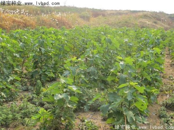 無花果<a href='http://www.njszjj.com/' target='_blank'>種子</a>