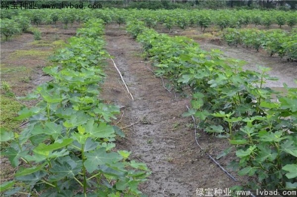 無花果<a href='http://www.njszjj.com/' target='_blank'>種子</a>