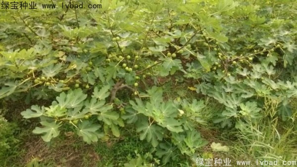 無花果<a href='http://www.njszjj.com/' target='_blank'>種子</a>