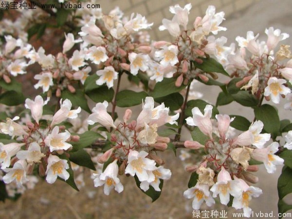 猬實<a href='http://www.njszjj.com/' target='_blank'>種子</a>