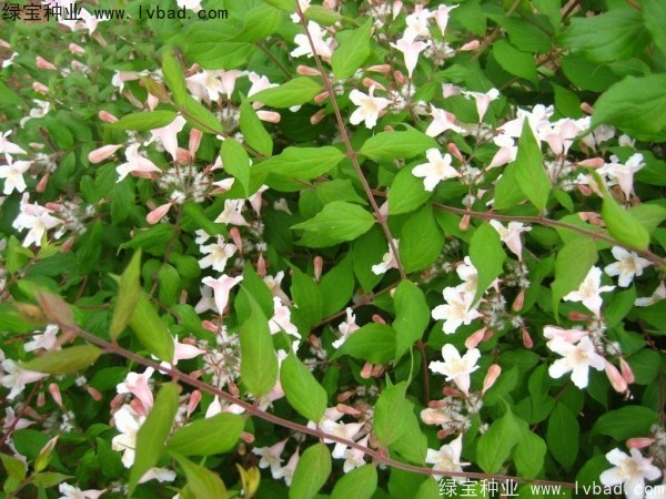 <a href='http://www.njszjj.com/linmuzhongzi/2246.html' target='_blank'>猬實種子</a>