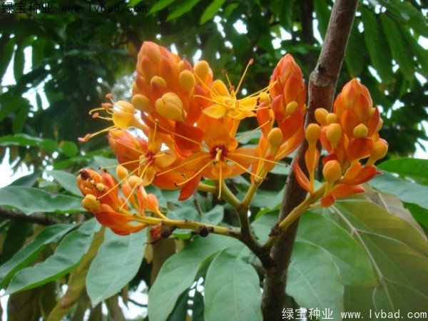 <a href='http://www.njszjj.com/linmuzhongzi/2247.html' target='_blank'>無憂樹</a><a href='http://www.njszjj.com/' target='_blank'>種子</a>