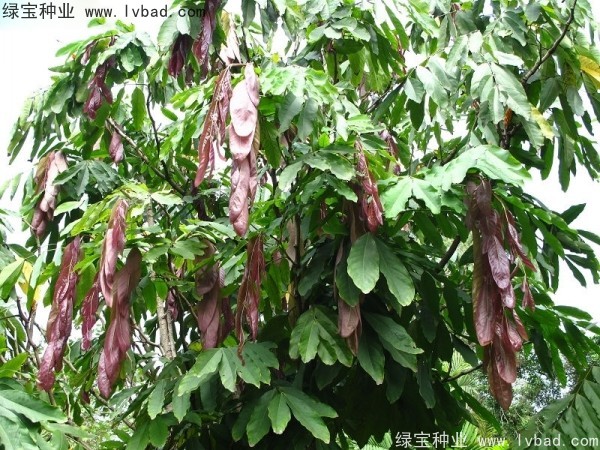 <a href='http://www.njszjj.com/linmuzhongzi/2247.html' target='_blank'>無憂樹種子</a>