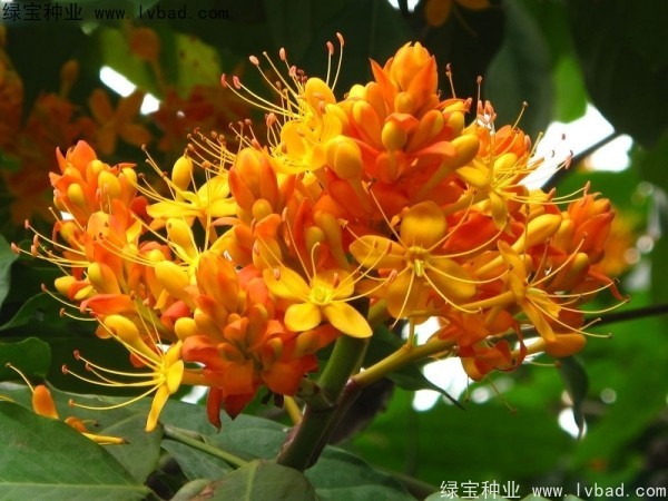<a href='http://www.njszjj.com/linmuzhongzi/2247.html' target='_blank'>無憂樹種子</a>