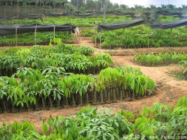 <a href='http://www.njszjj.com/linmuzhongzi/2248.html' target='_blank'>橡膠樹種子</a>