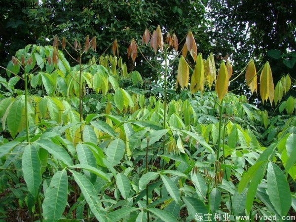 <a href='http://www.njszjj.com/linmuzhongzi/2248.html' target='_blank'>橡膠樹種子</a>