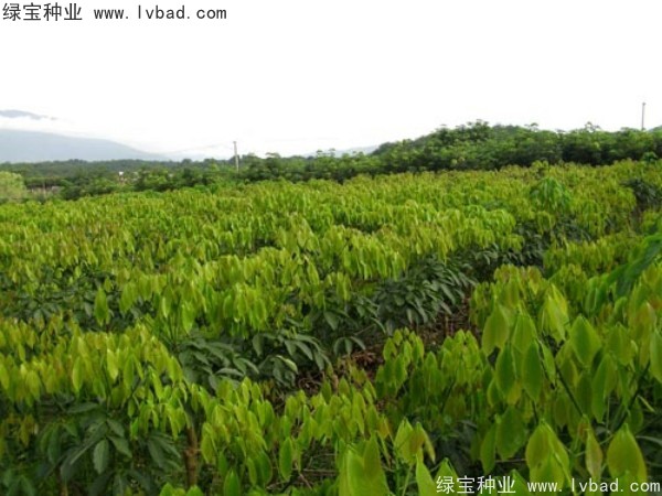 橡膠樹<a href='http://www.njszjj.com/' target='_blank'>種子</a>