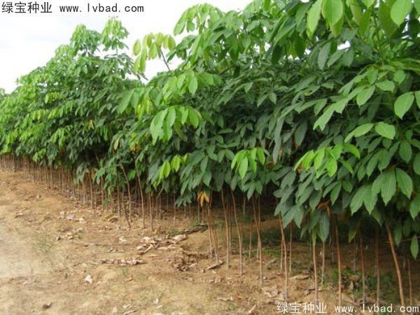 <a href='http://www.njszjj.com/linmuzhongzi/2248.html' target='_blank'>橡膠樹種子</a>