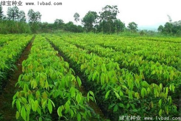 橡膠樹<a href='http://www.njszjj.com/' target='_blank'>種子</a>