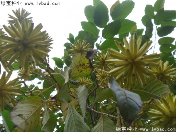 <a href='http://www.njszjj.com/linmuzhongzi/2250.html' target='_blank'>喜樹(shù)種子</a>