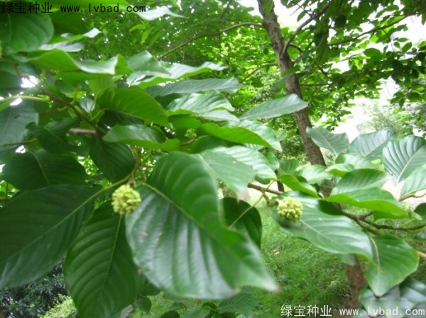喜樹(shù)<a href='http://www.njszjj.com/' target='_blank'>種子</a>