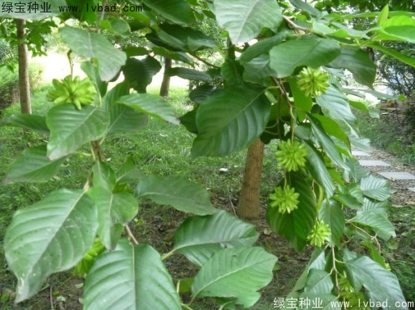 喜樹(shù)<a href='http://www.njszjj.com/' target='_blank'>種子</a>