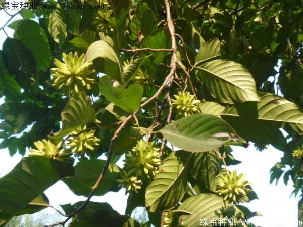 喜樹(shù)種子