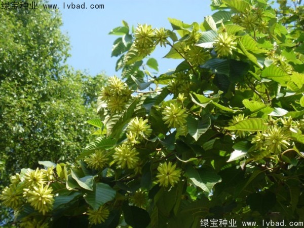 <a href='http://www.njszjj.com/linmuzhongzi/2250.html' target='_blank'>喜樹(shù)種子</a>