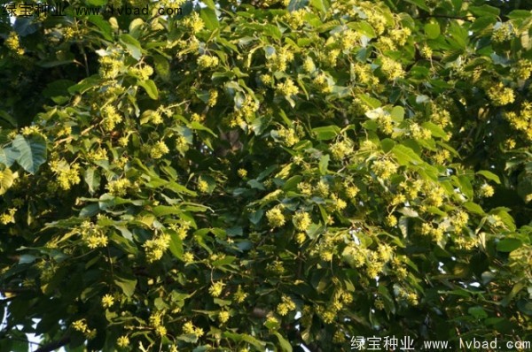 喜樹(shù)<a href='http://www.njszjj.com/' target='_blank'>種子</a>