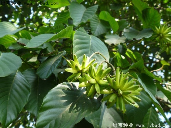 <a href='http://www.njszjj.com/linmuzhongzi/2250.html' target='_blank'>喜樹(shù)種子</a>