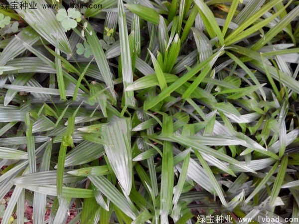 <a href='http://www.njszjj.com/linmuzhongzi/2251.html' target='_blank'>棕竹種子</a>