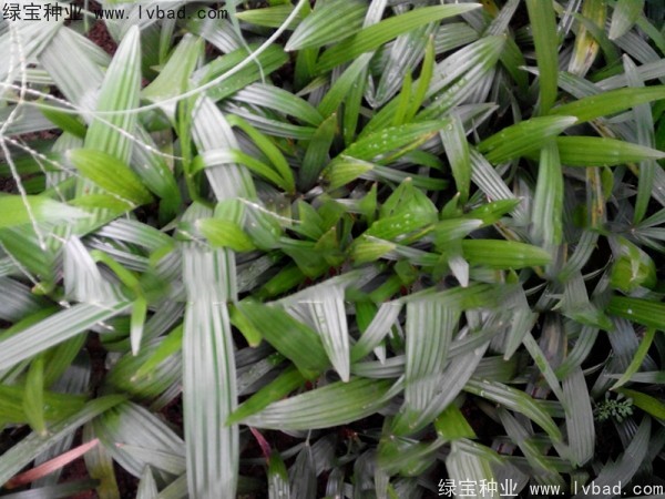 棕竹<a href='http://www.njszjj.com/' target='_blank'>種子</a>