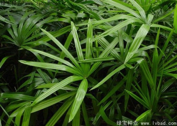 <a href='http://www.njszjj.com/linmuzhongzi/2251.html' target='_blank'>棕竹種子</a>