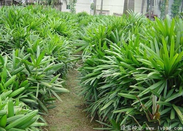棕竹<a href='http://www.njszjj.com/' target='_blank'>種子</a>